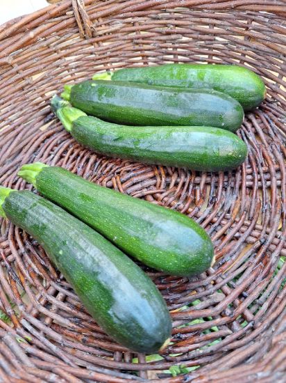 Bild von Bio Zucchini - ENE24