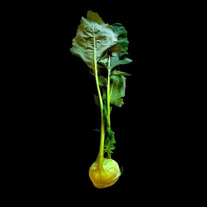 Zeige Details für Bio Kohlrabi - ENE24 Bild von Bio Kohlrabi - ENE24